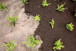 DuPont Plantex Gold 125 G/m² 25 Mtr 100cm -Tuinverzorgingswinkel 11 5 2