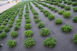 RootBarrier® BioCovers® 157 G/m² 50 Mtr 200cm X 30cm -Tuinverzorgingswinkel 115