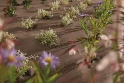 RootBarrier® BioCovers® 157 G/m² 50 Mtr 200cm X 30cm -Tuinverzorgingswinkel 116