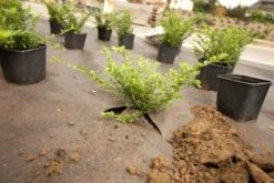 DuPont Plantex Gold 125 G/m² 25 Mtr 100cm -Tuinverzorgingswinkel 14 1 2