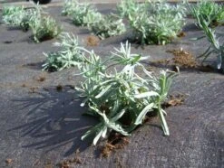 DuPont Plantex Pro 90 G/m² 25 Mtr 200cm X 11.0cm 11 DuPont Plantex Pro 90 G/m² 25 Mtr 200cm X 11.0cm -Tuinverzorgingswinkel 47