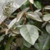 Olijfwilg (Elaeagnus Ebbingei) 50 – 60cm 2 Olijfwilg (Elaeagnus Ebbingei) 50 – 60cm -Tuinverzorgingswinkel 88