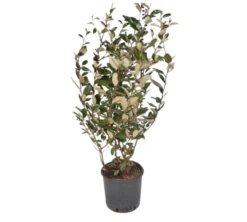 Olijfwilg (Elaeagnus Ebbingei) 50 – 60cm -Tuinverzorgingswinkel 89