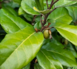 Olijfwilg (Elaeagnus Ebbingei) 50 – 60cm -Tuinverzorgingswinkel 90