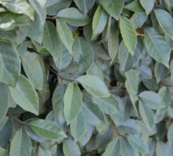 Olijfwilg (Elaeagnus Ebbingei) 50 – 60cm -Tuinverzorgingswinkel 91 1