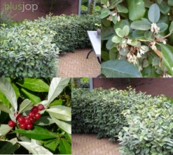 Olijfwilg (Elaeagnus Ebbingei) 50 – 60cm -Tuinverzorgingswinkel 92