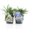 Agapanthus Music Collection 2 Agapanthus Music Collection -Tuinverzorgingswinkel Agapanthus C2 mix 1 GIIWc