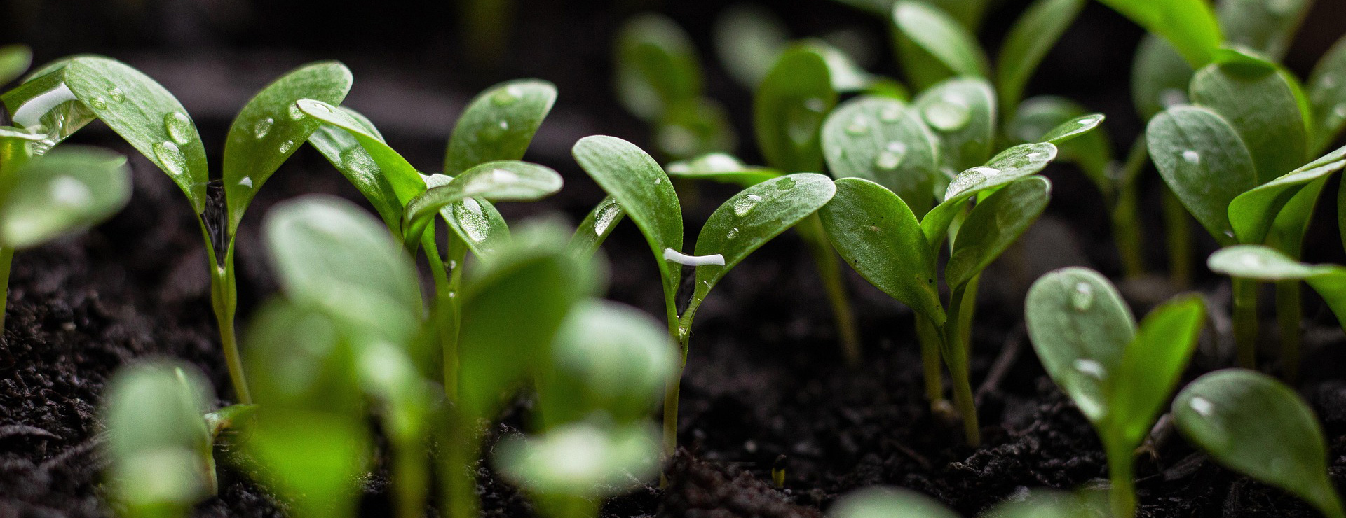 Tuinverzorgingswinkel 3 Tuinverzorgingswinkel -Tuinverzorgingswinkel seedlings 7110591 1920